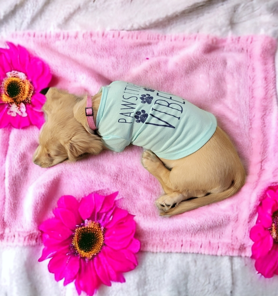 Green Dog Apparel for Stylish Pups